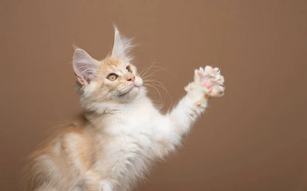 Playful ginger tabby maine coon kitten raising paw — Stockfoto
