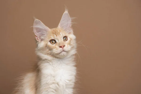 Cute cream tabby ginger maine coon kitten portrait — стоковое фото