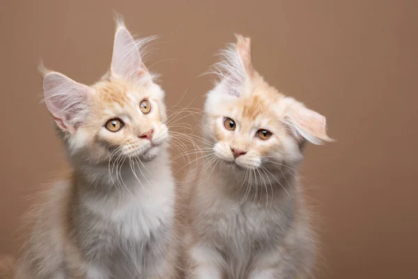Two kitten siblings side by side. one cat is shaking the head — Stock Photo, Image