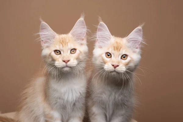 Two cute maine coon kittens side by side portrait — стоковое фото