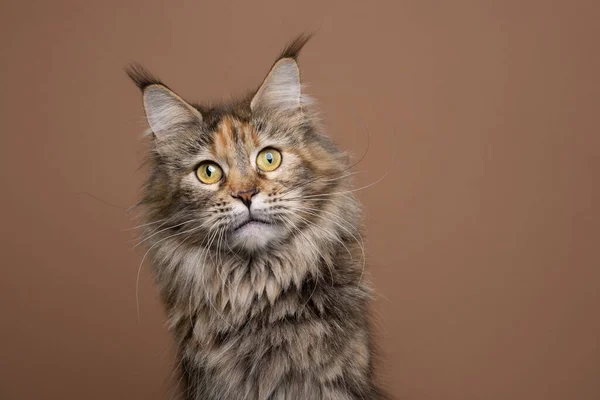 Curieux tortie maine coon chat portrait sur fond brun — Photo