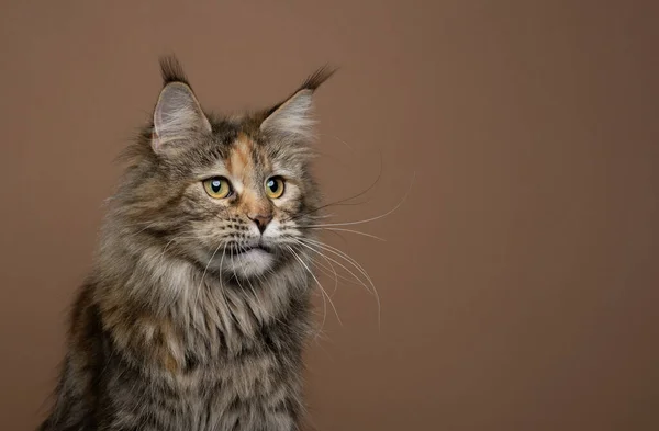 Calico maine coon cat with long ear tufts portrait on brown background — стоковое фото