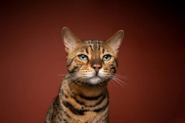 갈색 배경에 녹색 눈 초상화가 있는 갈색 긴코 고양이 — 스톡 사진