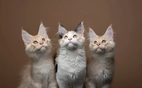 Групова фотографія трьох цікавих грайливих кошеня-купола, дивлячись вгору — стокове фото