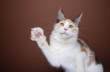 Neşeli beyaz kedi yavrusu pençesini kaldırıyor.