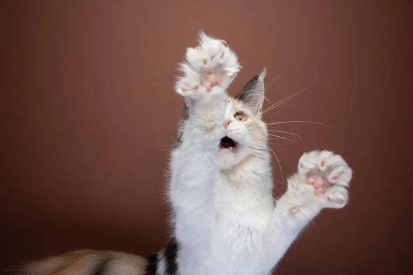 Gatinho branco jogando levantando patas mostrando garras — Fotografia de Stock