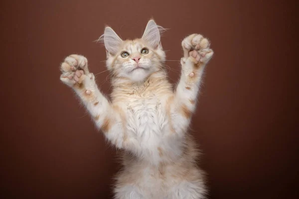 Милий імбирний кошеня кошеня, що піднімає лапи для обіймів — стокове фото