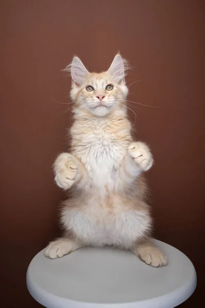 Tatlı, oyuncu, kızıl kedi yavrusu arka ayaklarının üzerinde duruyor. — Stok fotoğraf