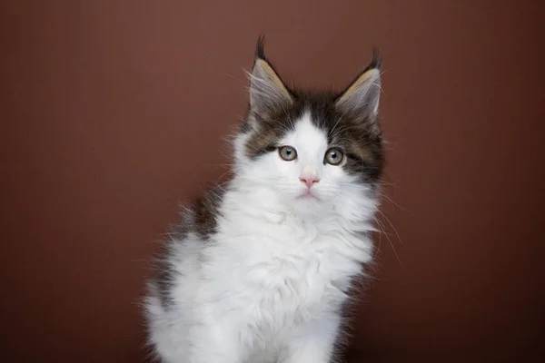 Lindo tabby blanco maine coon gatito retrato — Foto de Stock