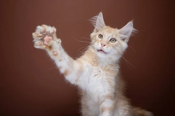 Ginger maine coon kitten playing raising paw — Stock Photo, Image