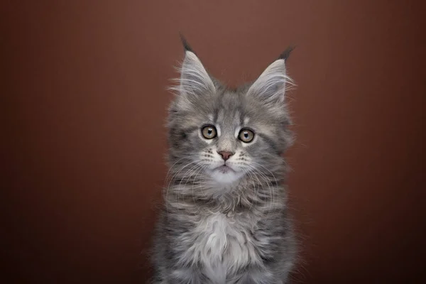 Schattig zilveren tabby maine coon kitten portret — Stockfoto
