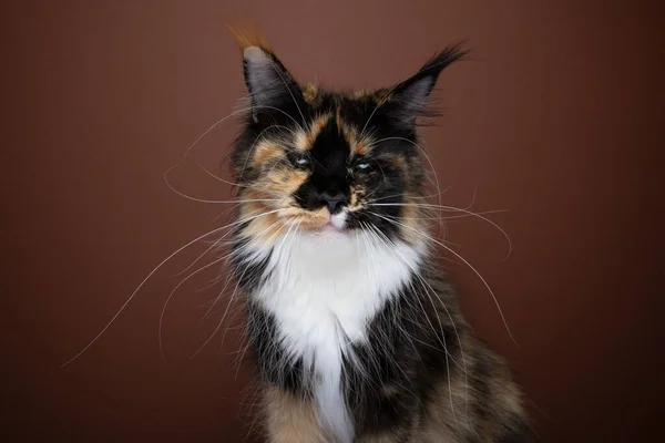 怒气冲冲的卡利科 · 白眉猫肖像画 — 图库照片