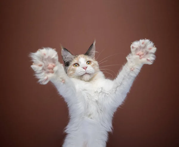 Gatinho jogando criação até patas para um grande abraço — Fotografia de Stock