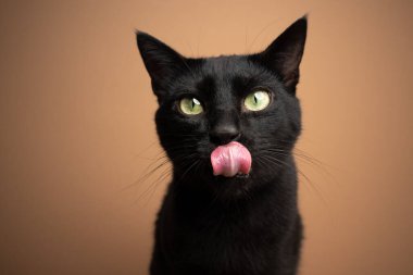 Aç siyah kedi yemek için dudaklarını yalıyor.