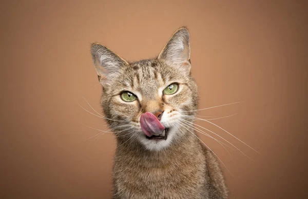 Голодный кот облизывает губы, глядя в камеру в ожидании еды — стоковое фото