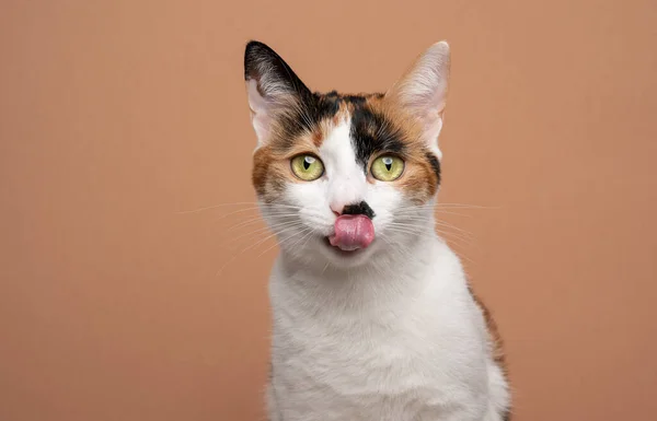 Голодный белый триколор-кот лижет губы в ожидании еды — стоковое фото