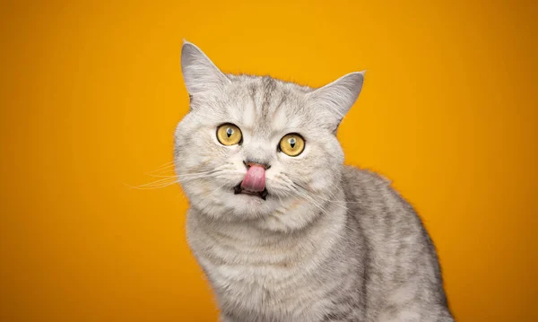 Пушистая британская короткошерстная кошка голодная в ожидании еды, облизывающей губы — стоковое фото
