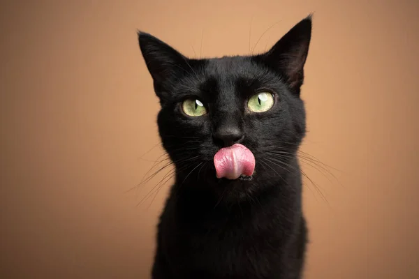 Πεινασμένη μαύρη γάτα γλείφει τα χείλη περιμένοντας το φαγητό — Φωτογραφία Αρχείου