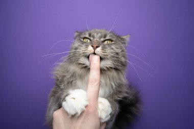 Sevimli aç kedi parmaklarından kremalı atıştırmalık yalıyor.
