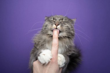 Sevimli aç kedi parmaklarından kremalı atıştırmalık yalıyor.