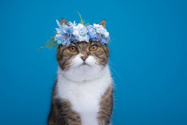 Başında mavi çiçekli taç olan sevimli bir kedi.