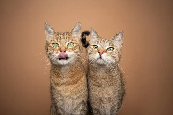 two hungry cats licking lips looking at camera waiting for food