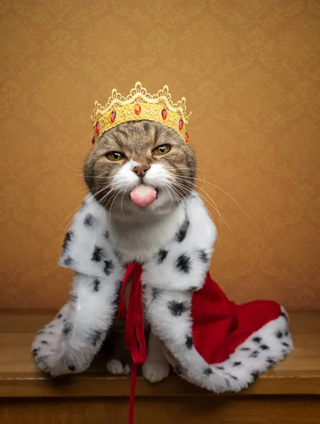 Забавный непослушный кот в костюме короля и короне — стоковое фото