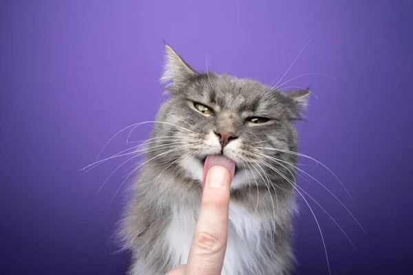 Lindo hambriento gato lamiendo dedo con áspero gatos lengua — Foto de Stock