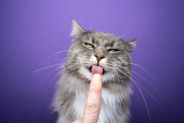 Χαριτωμένο πεινασμένη γάτα γλείφει το δάχτυλο με τραχιά γλώσσα γάτες — Φωτογραφία Αρχείου