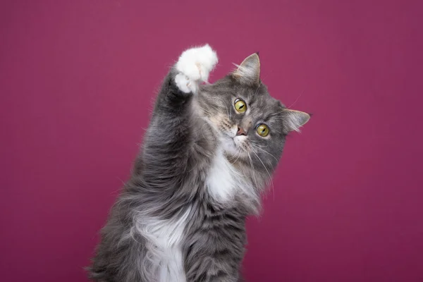 Verspielte flauschige Katze hebt Pfote auf weinrotem Hintergrund — Stockfoto