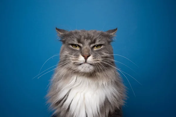 Сердитий портрет кішки на синьому фоні — стокове фото