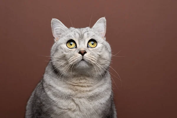Chat à poil court britannique moelleux aux yeux jaunes levant les yeux curieusement — Photo