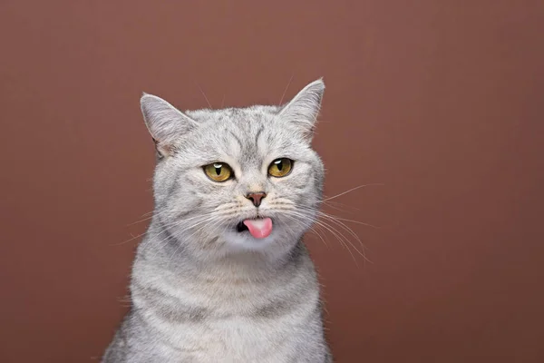Милый кот торчащий язык портрет на коричневом фоне — стоковое фото