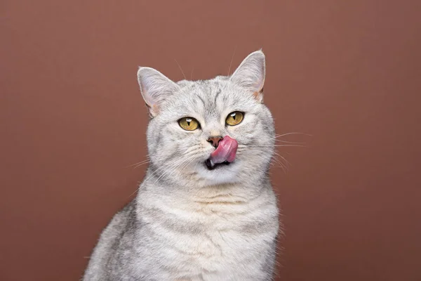 Gato faminto saindo língua lambendo lábios olhando para câmera esperando por comida — Fotografia de Stock