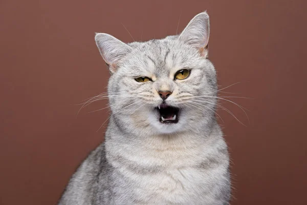 Пушистый сердитый кот с открытым ртом портрет на коричневом фоне мяуканье — стоковое фото