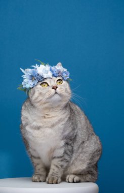 Mavi arka planda oturan sevimli kedi mavi çiçekli taç giyiyor.