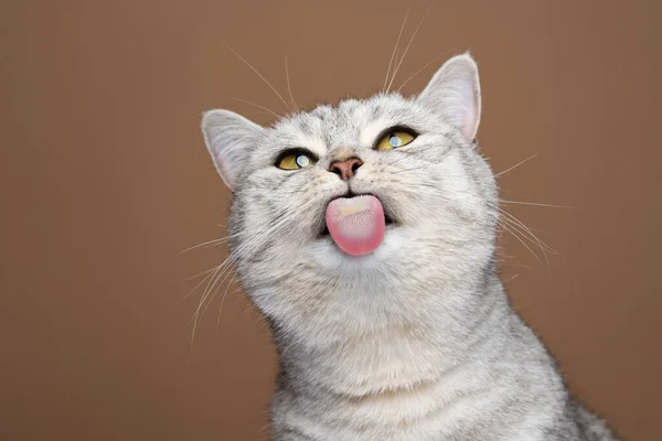 Söt katt sticker ut tungan slickar osynligt glas ruta gör roligt ansikte — Stockfoto