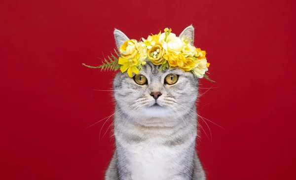 Niedliche Katze trägt Blumenkrone mit gelben Blüten auf rotem Hintergrund Kopierraum — Stockfoto