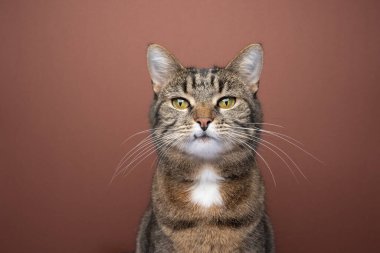 Kahverengi arkaplanda fotokopi alanı ile kısa kedi portresi