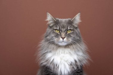 Gri beyaz maine Rakun Kedi portresi Kahverengi arka planda kameraya bakıyor