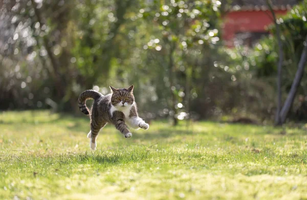 화창 한 날 행복 한 고양이가 정원을 뛰어다니는 모습 — 스톡 사진
