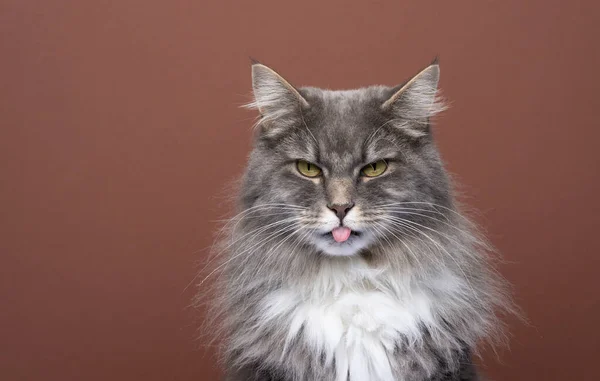 生气的猫伸出舌头看着相机调皮的样子 — 图库照片