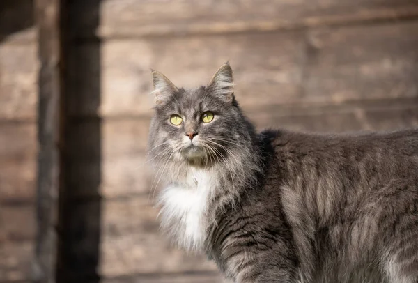 야외에서 햇볕을 쬐고 있는 회색 장발 고양이, 뒤에 나무 벽 이 있는 모습 — 스톡 사진