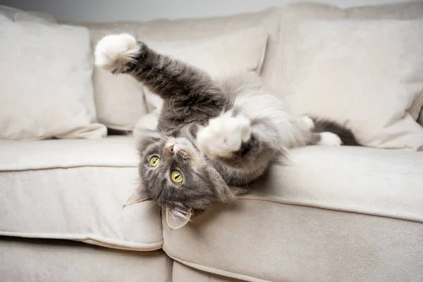 Игривый мейн-еновый кот лежал на диване вытянув лапы — стоковое фото