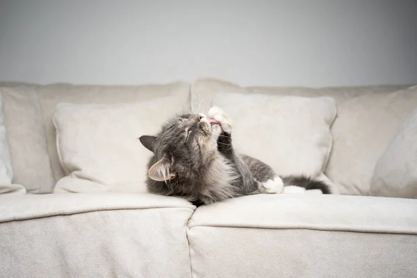 Maine coon gatto sdraiato su divano governare pelliccia leccare zampa — Foto Stock