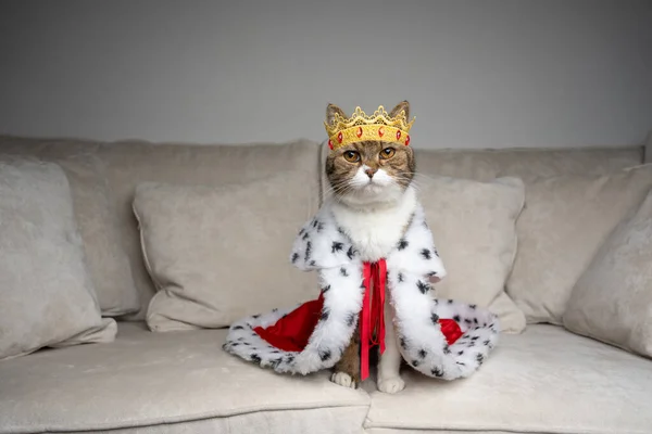Избалованная кошка, стоящая на диване в костюме короля — стоковое фото