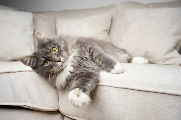 Słodkie szary biały kot leżący na stronie spoczywa na kanapie patrząc w aparat — Zdjęcie stockowe