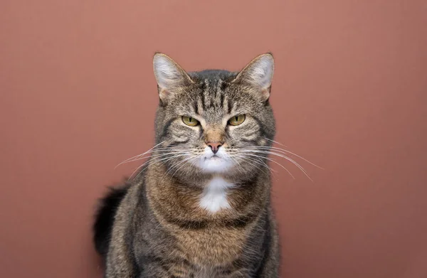 Retrato de gato zangado. tabby gato doméstico shorthair olhando para a câmera travesso — Fotografia de Stock