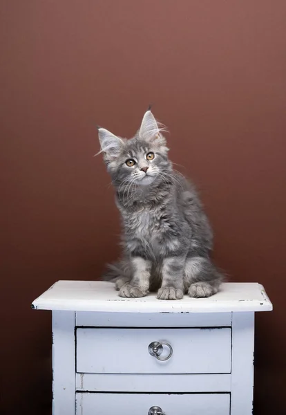 Niedliches Maine Coon Kätzchen sitzt auf einer weißen Schublade und schaut in die Kamera — Stockfoto