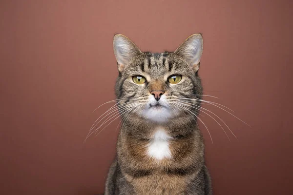복제 공간 이 있는 갈색 배경의 짧은 고양이 사진 — 스톡 사진